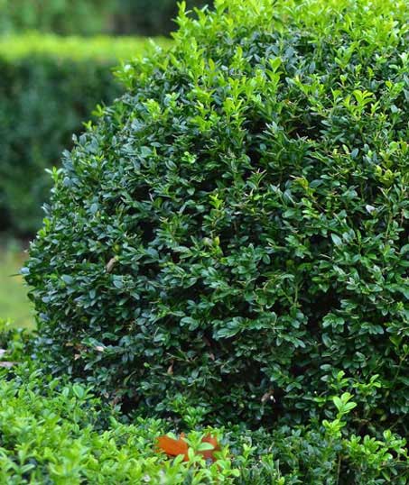 Southeast Angels Landscaping LLC Shrubs & Hedges