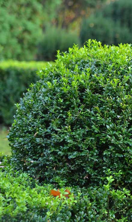 Southeast Angels Landscaping LLC Shrubs & Hedges