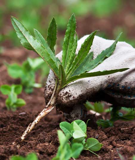 Southeast Angels Landscaping LLC Weed Control services