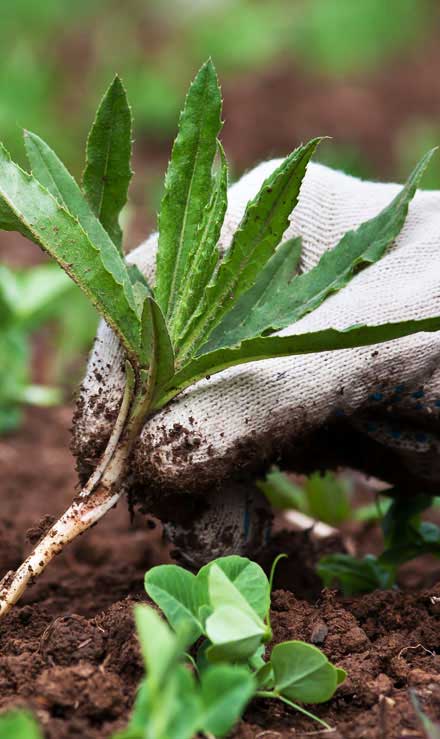 Southeast Angels Landscaping LLC Weed Control services