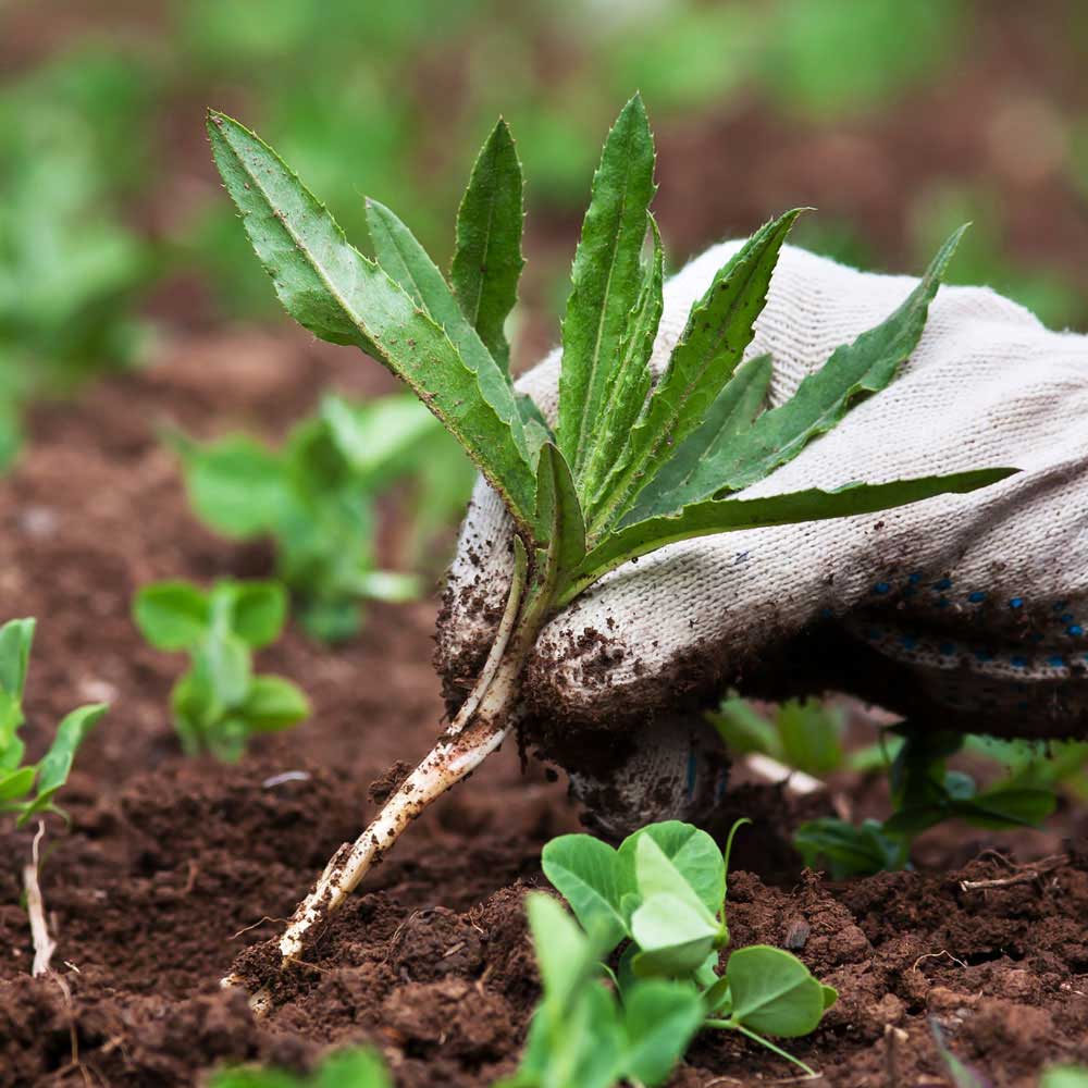 Weed Control Service